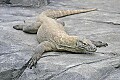 _MG_2980 komodo dragon.jpg