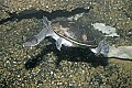 _MG_3022 Roti Island snake-necked turtle.jpg