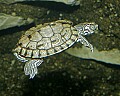 _MG_3025 Barbour's Map Turtle.jpg