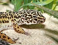 _MG_3033 leopard gecko.jpg