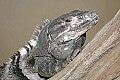 _MG_3037 spiney-tailed iguana.jpg
