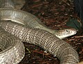 _MG_3065  king cobra.jpg