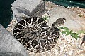_MG_3069 eastern diamondback rattlesnake.jpg