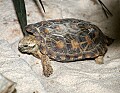 _MG_3083 african pancake tortoise.jpg