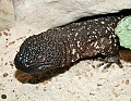 _MG_3093 mexican beade lizard.jpg