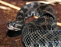 _MG_3101 eastern massasauga rattlesnake-endangered in ohio.jpg