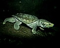 _MG_3180 alligator turtle.jpg