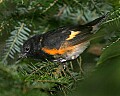 _MG_6759 male redstart.jpg