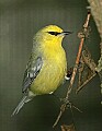 _MG_6761 blue-winged warbler.jpg