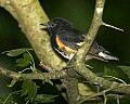 _MG_6763 American Redstart.jpg