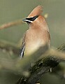 _MG_6774 cedar waxwing.jpg