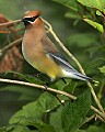 _MG_6782 cedar waxwing.jpg