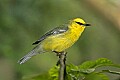 _MG_6795 blue winged warbler.jpg