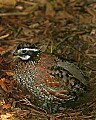 _MG_6807 bobwhite quail.jpg