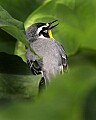 _MG_6809 yellowthroat warbler.jpg