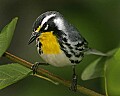 _MG_6825 yellow throat warbler.jpg