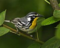 _MG_6828 yellow throat warbler.jpg