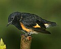 _MG_6841 american redstart.jpg