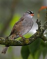 _MG_6857 sparrow.jpg