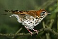 _MG_6884 thrush.jpg