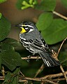 _MG_6887 yellow throat warbler.jpg