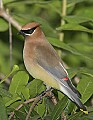 _MG_6908 cedar waxwing.jpg