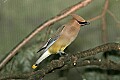 _MG_6918 cedar waxwing.jpg