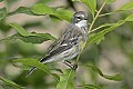 _MG_6921 yellow-rumped warbler.jpg