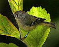 _MG_6930 ruby crowned kinglet.jpg