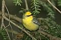 _MG_6939 blue-winged warbler.jpg