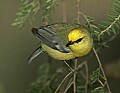 _MG_6946 blue winged warbler.jpg