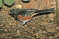 _MG_6954 eastern towhee male.jpg