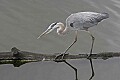 _MG_6975 great blue heron hunting.jpg