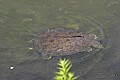 _MG_6979 softshell turtle and minnows.jpg