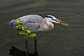 _MG_6987 great blue heron and catch.jpg