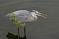 _MG_6988 great blue heron with fish.jpg