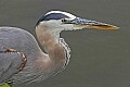 _MG_6994 great blue heron profile.jpg