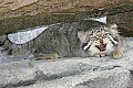 _MG_7012 pallas cat.jpg