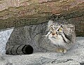 _MG_7017 pallas cat.jpg