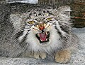 _MG_7023 pallas cat.jpg