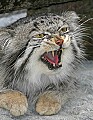 _MG_7076 pallas cat.jpg