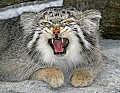 _MG_7089 pallas cat.jpg