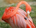 _MG_7113 flamingo.jpg