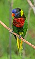 _MG_7154 lorikeet.jpg