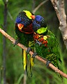 _MG_7158 lorikeets.jpg