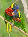 _MG_7166 lorikeets.jpg