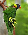 _MG_7194lorikeet.jpg