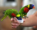 _MG_7201 lorikeets.jpg