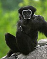 _MG_7227 gibbon mom with baby.jpg