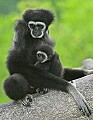 _MG_7229 gibbon.jpg